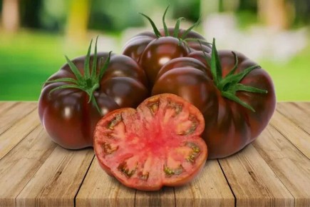 ������ ����� ���: ������� ����������� ���������� ������ � ���������� ������