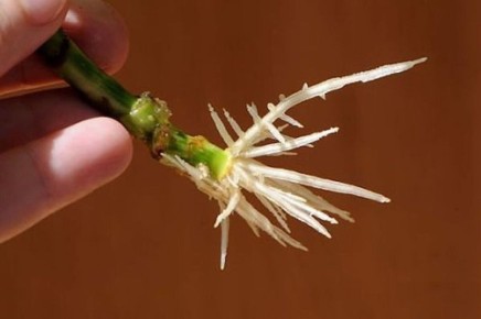 ��� ���������� �������� ����� ���������: �������� ��� ���� ������� � ����������� �������