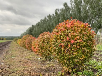 ��� �������: ����� ������ �������� ���� ��� ������� �������