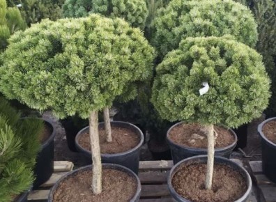 ��� ��������� ��������� �������� � ������ ������