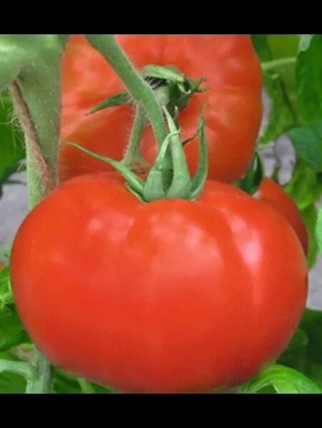 ����� �������: ������� ��������� ����������� � ��� ������� ������� ������