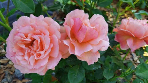 Как простые советы бабушки превратили мой сад в цветущий оазис