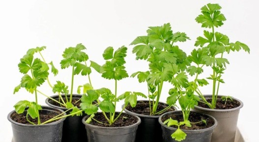 ����� ��������� � ����������� ��������� �� ������� � �������