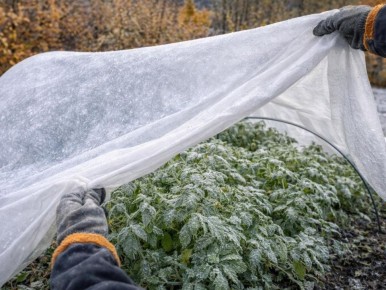 Как защитить сад от неожиданных весенних заморозков