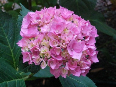 Гортензии и зимние морозы: как помочь растениям восстановиться