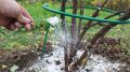 Как правильно подкармливать ягодные кустарники: рекомендации на всё лето