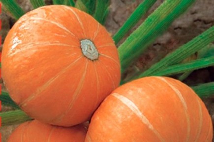 Выращивание тыквы амазонка: секреты и советы