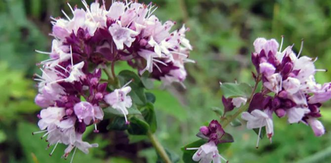 Душица в ландшафтном дизайне как спокойное дополнение к саду
