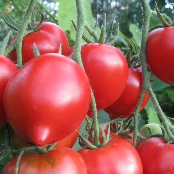 Томат Донской: спокойный взгляд на ранний гибрид с устойчивостью и стабильной урожайностью