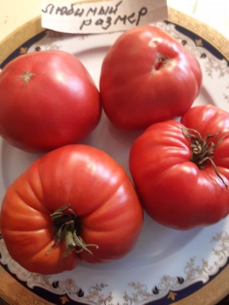 Томат Любимый размер: крупноплодный сорт с гарантированным результатом