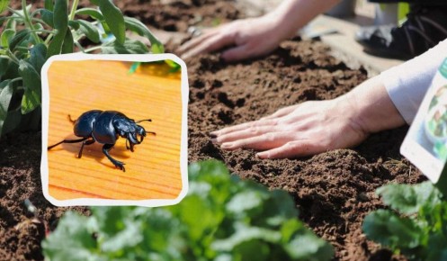 ��� ���������� � �����-���������: ������� ��������� ��� �������