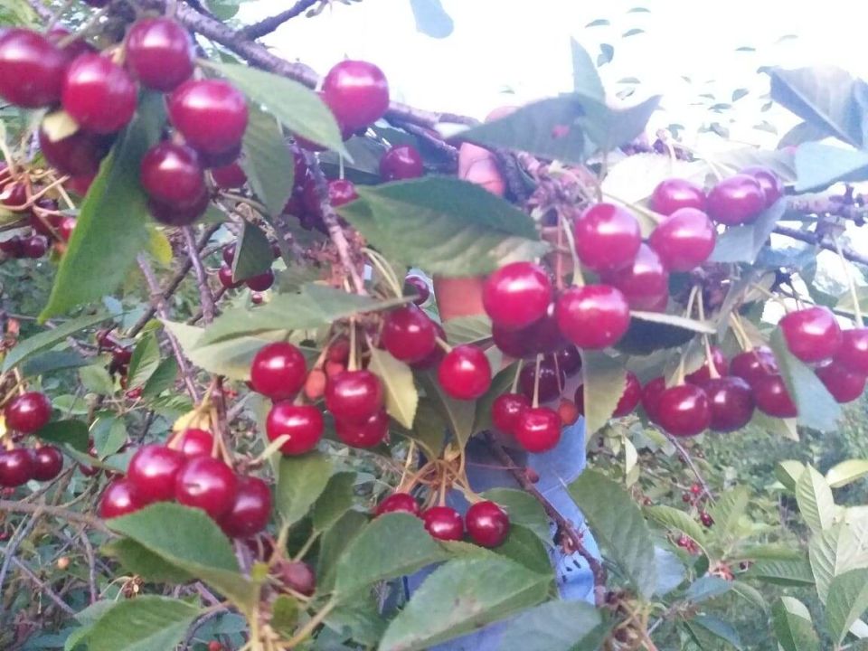 Секреты размножения вишни шпанки в питомниках: новые факты и советы