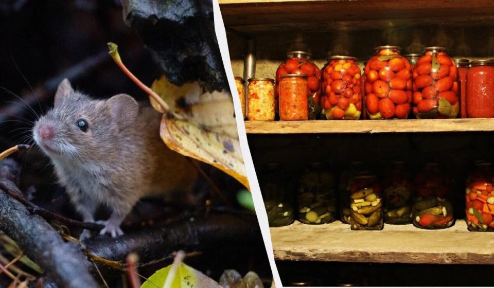 Как спокойно и эффективно избавиться от мышей в погребе
