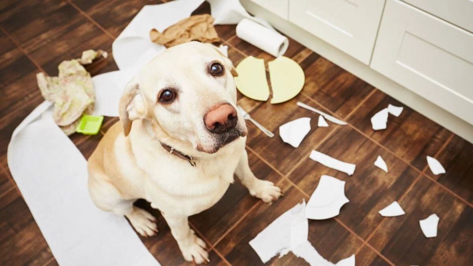 Собаки, которые любят шалить: 7 пород непослушных компаньонов