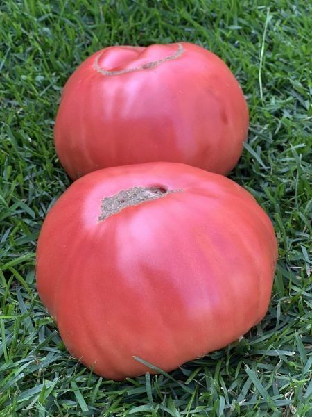 Томат Вегано-Биф: крупноплодный мастер в теплице сибирского климата