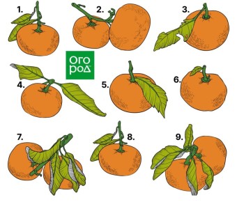 Наблюдение за случайной схожестью мандаринов и его маленькая мудрость