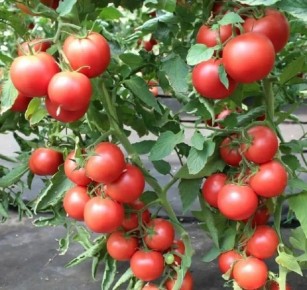 ����� ��������� ��� ������ ����������� ������� � �������� ������� ��� ������