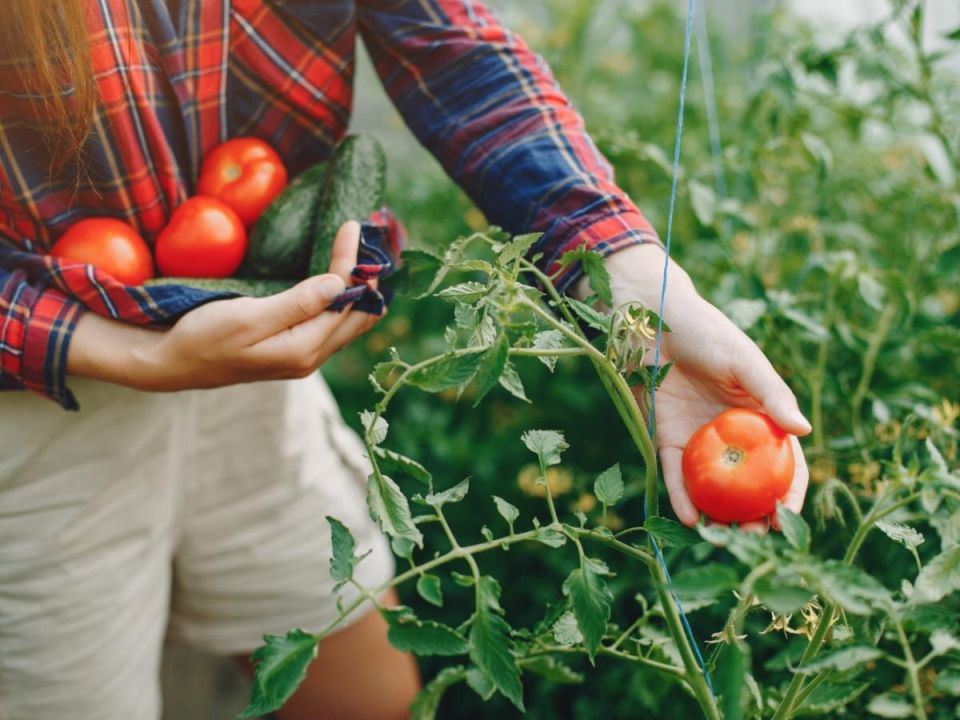 Грядка, где четыре урожая за сезон благодаря разумному севообороту