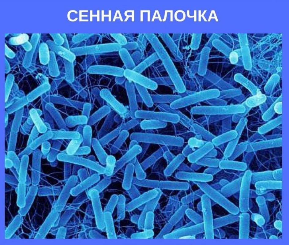Как выбрать Фитоспорин и почему сенная палочка помогает томатам