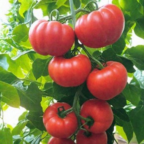 ����� ������ F1: ������ � ���������� � �������� ��������� �������