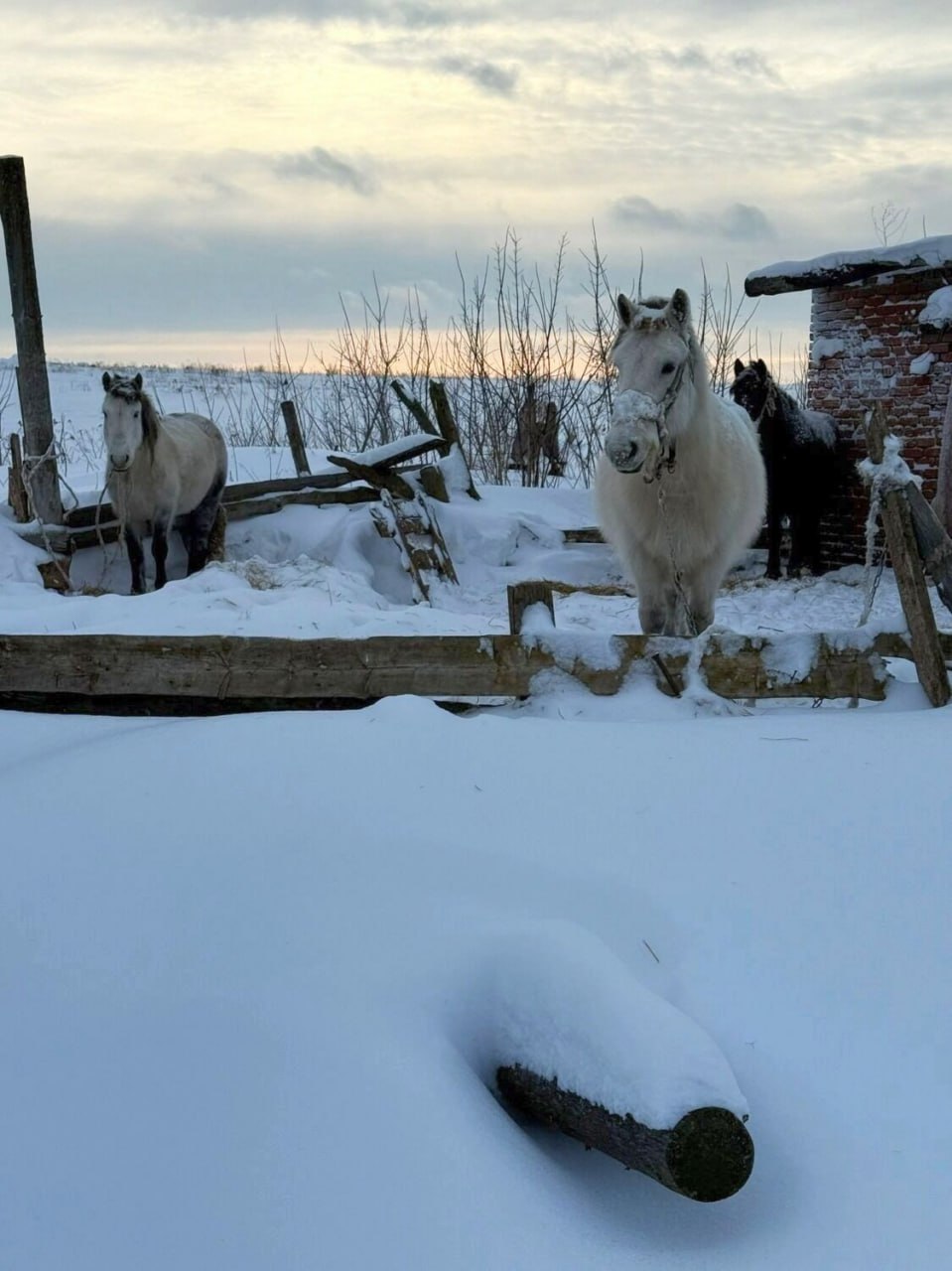 Замерзающих лошадей в деревне Кашабеги Завьяловского района никто не спешит спасать Замерзающих лошадей в деревне Кашабеги Завьяловского района никто не спешит спасать