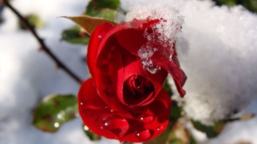 ��� ������ ���� �� ����������� ������� �������