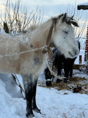 ����������� ������� � ������� �������� ������������� ������ ����� �� ������ �������