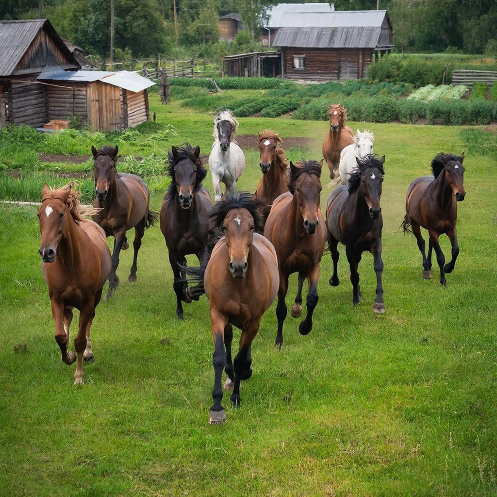 Хозяйка лошадей в Удмуртии получила предостережение
