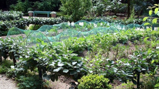 Секреты создания чудесного сада на маленьком участке