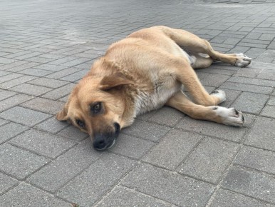 Жители улицы Чугуевского жалуются в городских пабликах на стаю агрессивных собак