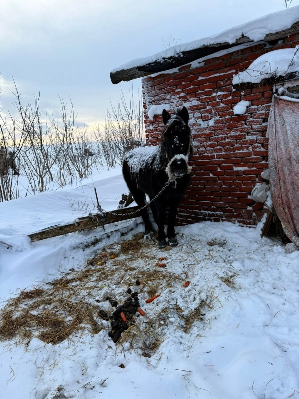Замерзающих лошадей в деревне Кашабеги Завьяловского района никто не спешит спасать Замерзающих лошадей в деревне Кашабеги Завьяловского района никто не спешит спасать