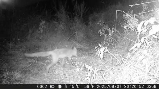 Медведь открывает новую серию нашего мини-сериала «Опавшая яблоня и её посетители»