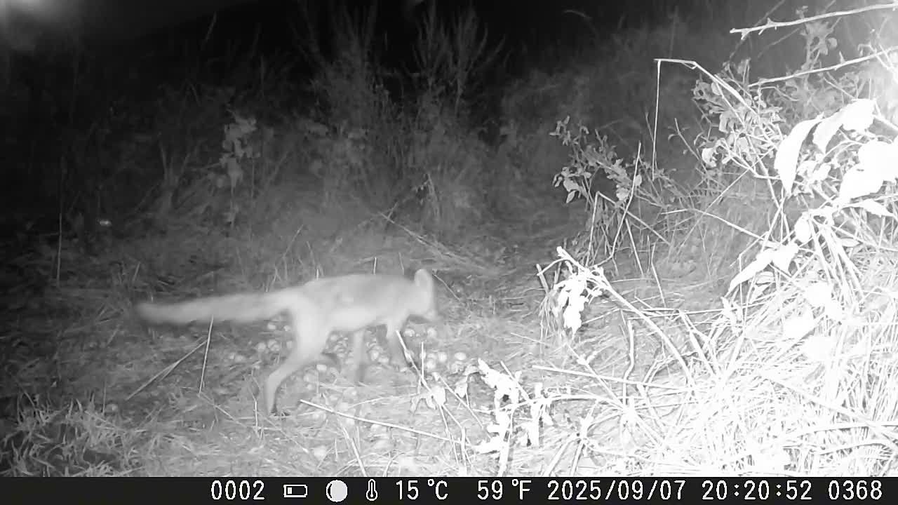 Медведь открывает новую серию нашего мини-сериала «Опавшая яблоня и её посетители»