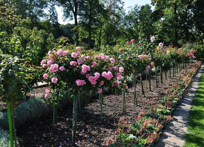 Искусство обрезки роз: секреты для пышного цветения