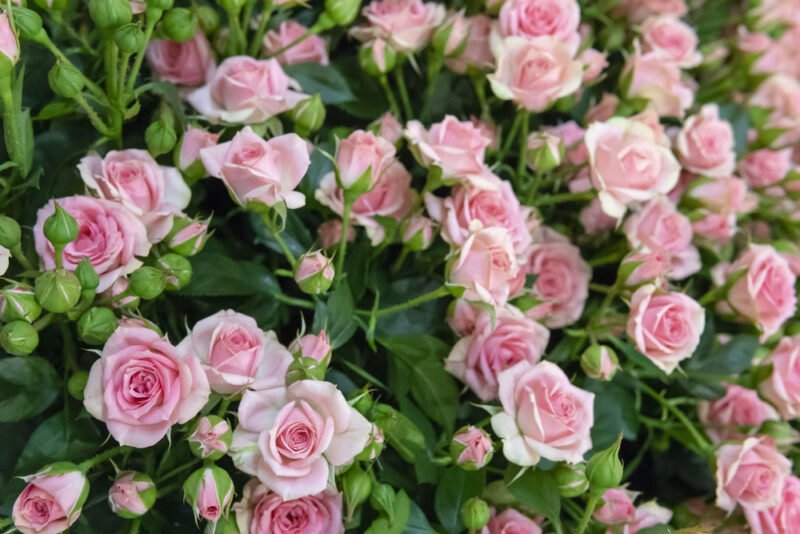 Почему опадают листья у роз: разбираем причины и советы по уходу