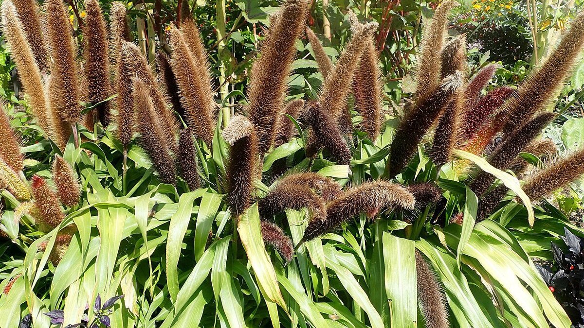 Уникальный лисий хвост: растение, которое создаст уют в вашем саду