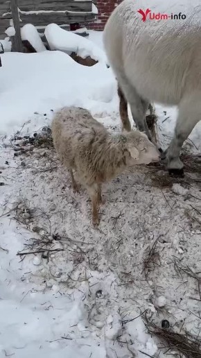 ������� � ������� �������� ����� ��������� ���������