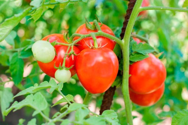 Как правильно вырастить томат Лентяйка на своем участке