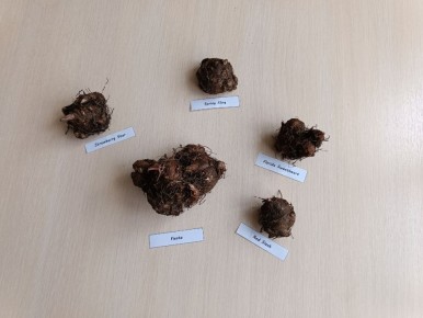 Как вернуть к жизни каладиум: пошаговое руководство по пробуждению