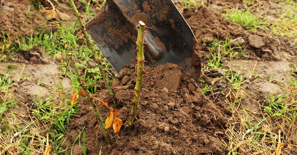 Как правильно подготовить розы к зиме: 7 важных шагов