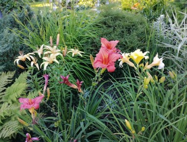 Как правильно пересаживать многолетники осенью в Сибири