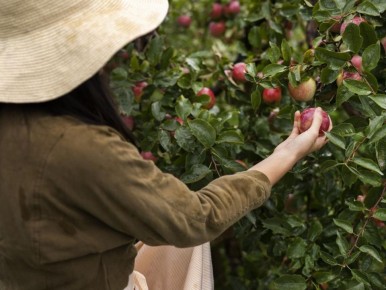 Как оживить яблоню, которая не плодоносит: секреты успешного ухода