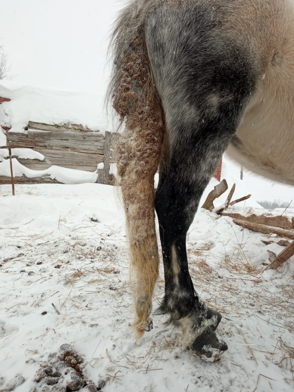 «Они в страшных колтунах и все — с разной степенью истощения» «Они в страшных колтунах и все — с разной степенью истощения»