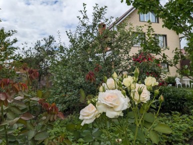 ������ ������ �� �������: ��� ������ ����, �������� � ����������� � ����