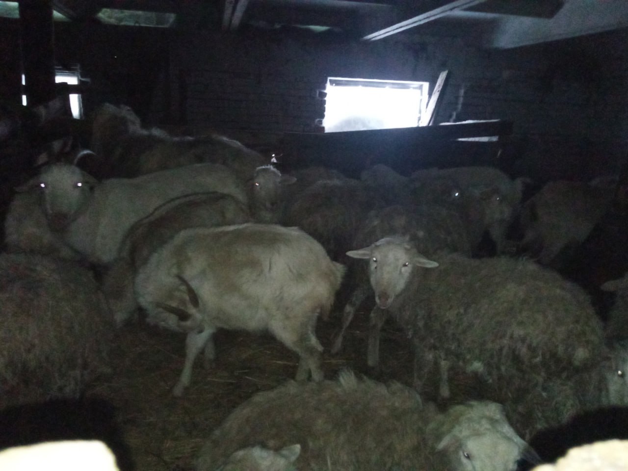 «Они в страшных колтунах и все — с разной степенью истощения» «Они в страшных колтунах и все — с разной степенью истощения»