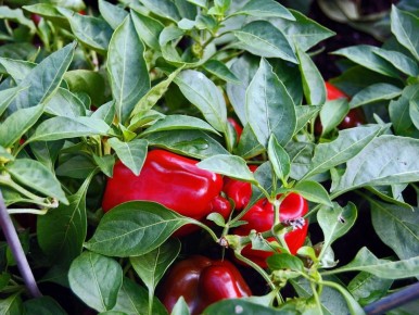 ��� �������� ���������� �����: ������ �������� ����������� � ������