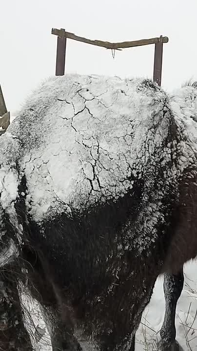 ���� � �������� �������� � ��� � � ������ �������� ����������