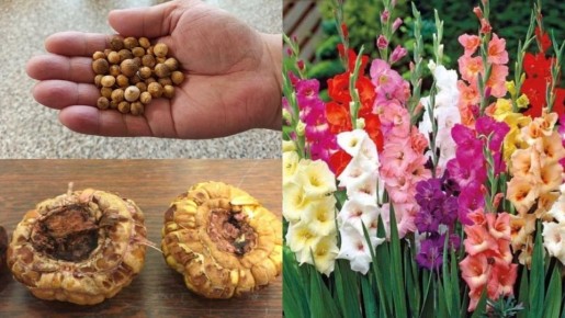 Как детки гладиолусов превращают ваш сад в цветущий оазис