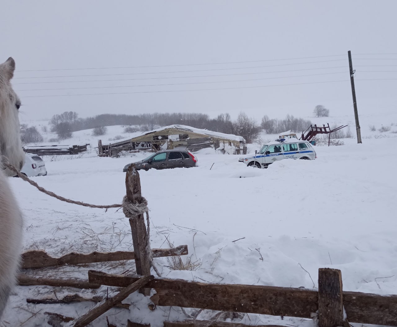 «Они в страшных колтунах и все — с разной степенью истощения» «Они в страшных колтунах и все — с разной степенью истощения»