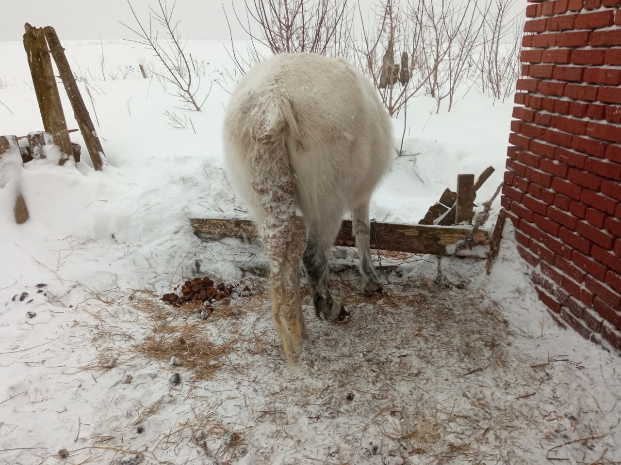 «Они в страшных колтунах и все — с разной степенью истощения» «Они в страшных колтунах и все — с разной степенью истощения»